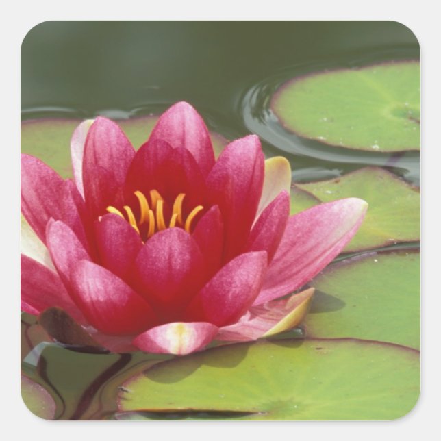 Nordamerika, USA, WA, Seattle, Woodland Park Quadratischer Aufkleber (Vorderseite)