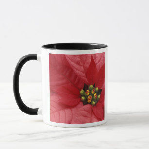 Nordamerika, USA, WA, Woodinville, Rot 2 Tasse