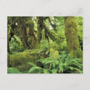 Nordamerika, USA, Washington, Olympia 3 Postkarte