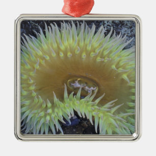 Nordamerika, USA, Washington, Olympic 4 Ornament Aus Metall