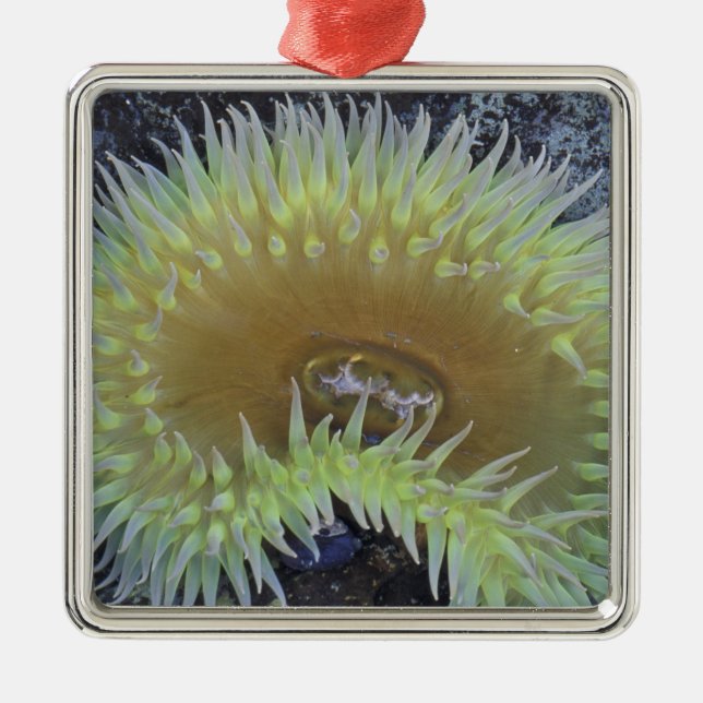 Nordamerika, USA, Washington, Olympic 4 Ornament Aus Metall (Vorne)