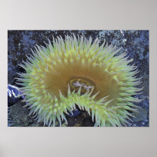 Nordamerika, USA, Washington, Olympic 4 Poster