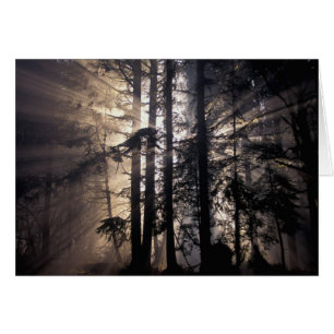 Nordamerika, USA, Washington, Olympic NF,
