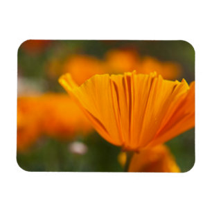 Nordamerika, USA, Washington, Seattle, Sommer Magnet