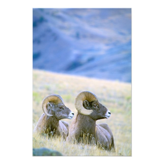 Nordamerika, USA, Wyoming, Yellowstone 2 Fotodruck (Vorne)