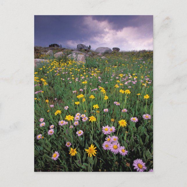 Nordamerika, USA, Wyoming, Yellowstone 2 Postkarte (Vorderseite)