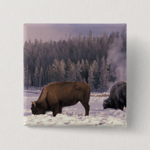 Nordamerika, USA, Wyoming, Yellowstone NP, Button