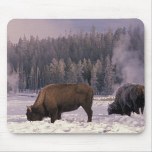 Nordamerika, USA, Wyoming, Yellowstone NP Mousepad