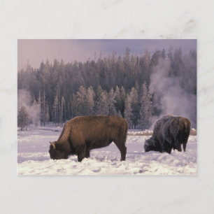 Nordamerika, USA, Wyoming, Yellowstone NP, Postkarte