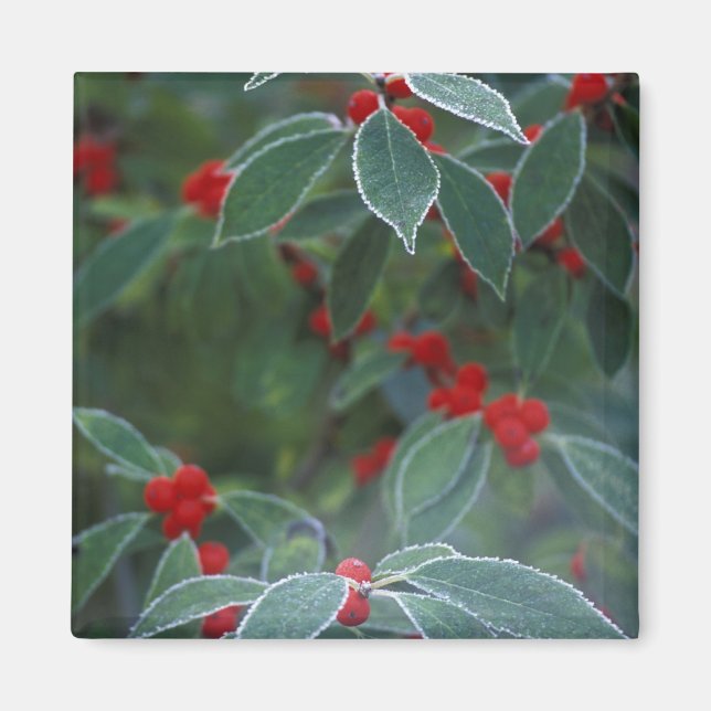 Nordamerika, Vereinigte Staaten, Neuengland. Holly Magnet (Vorne)