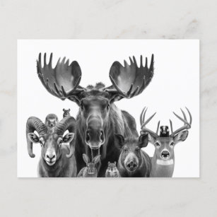 Nordamerika Waldtiere Elche Postkarte