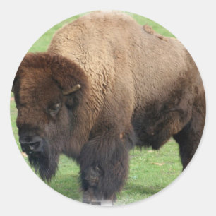 Nordamerikanische Bison-Aufkleber Runder Aufkleber