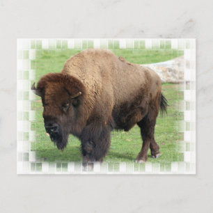 Nordamerikanische Bison-Postkarte Postkarte