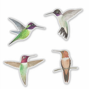 Nordamerikanische Hummingvögel Aufkleber