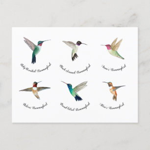 Nordamerikanische Hummingvögel Postkarte