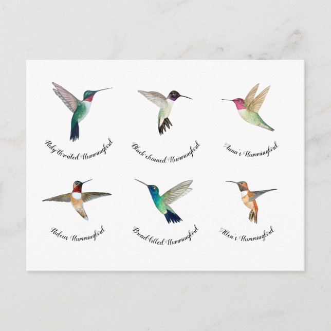 Nordamerikanische Hummingvögel Postkarte (Vorderseite)