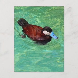 Nordamerikanische Ruddy Duck III Postkarte