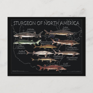 Nordamerikanische Sturgeon-Black-Poster-Postkarte Postkarte