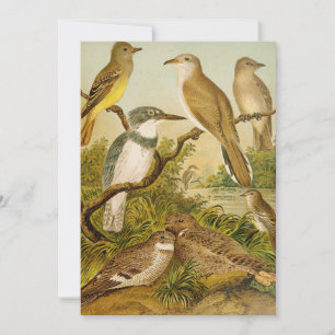 Nordamerikanische Vögel   Anton Goering