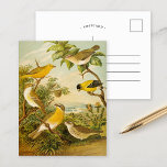 Nordamerikanische Vögel | Anton Goering Postcard Postkarte<br><div class="desc">Eine Illustration des deutschen Künstlers Christlich Anton Goering aus dem Buch Nordamerikanische Vogelwelt (Die Welt der nordamerikanischen Vögel) aus dem Jahr 1891. Das Buch beschreibt jede der nordamerikanischen Vögel, auf die Heinrich Nehrling gestoßen war oder über die er gelesen hatte. Der Band wird von Prof. Robert Ridgway von der Smithsonian...</div>