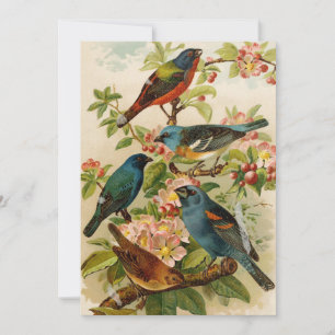 Nordamerikanische Vögel   Gustav Mü tzel