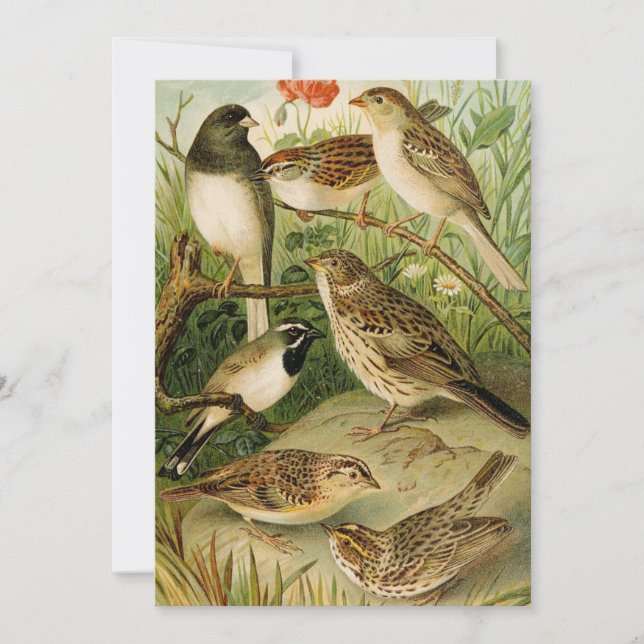 Nordamerikanische Vögel | Gustav Mü tzel (Vorderseite)