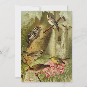 Nordamerikanische Vögel   Gustav Mü tzel Card