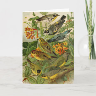 Nordamerikanische Vögel Gustav Mü tzel Card Karte