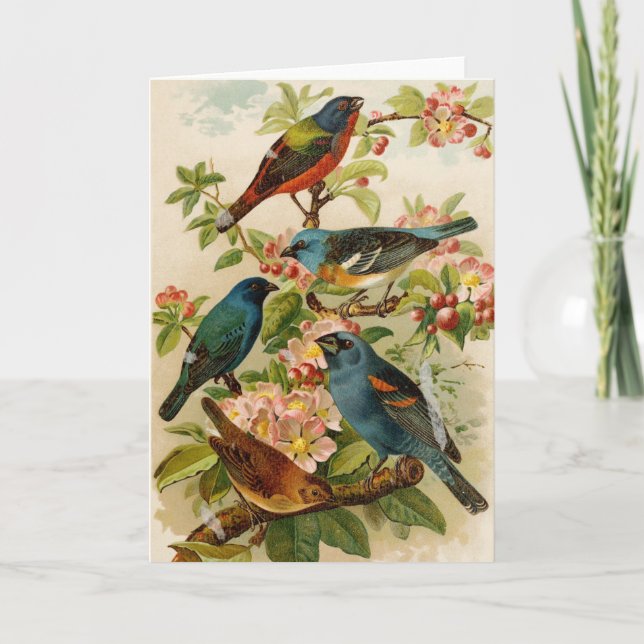 Nordamerikanische Vögel | Gustav Mü tzel Karte (Vorderseite)