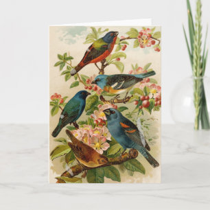 Nordamerikanische Vögel   Gustav Mü tzel Karte