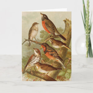 Nordamerikanische Vögel Gustav Mü tzel Karte