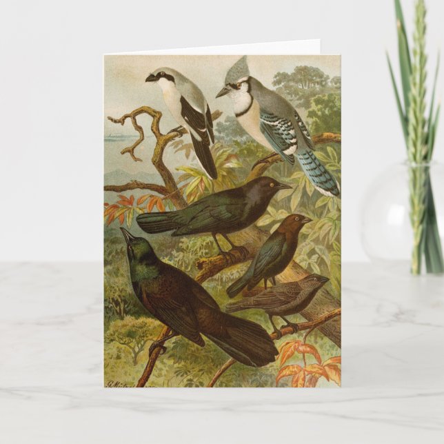 Nordamerikanische Vögel | Gustav Mü tzel Karte (Vorderseite)