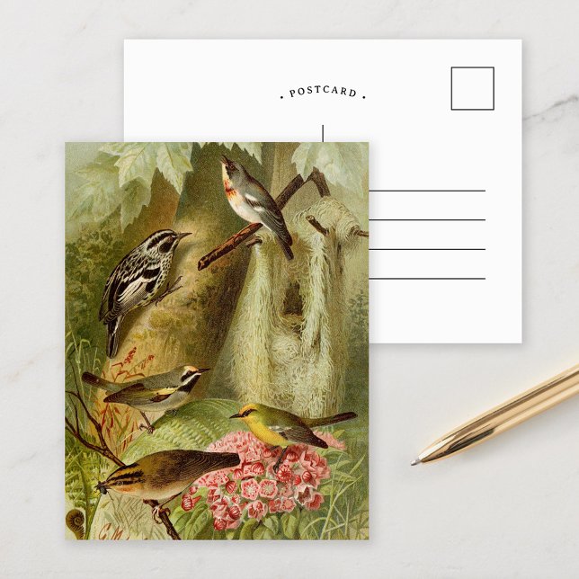 Nordamerikanische Vögel | Gustav Mü tzel Postcard Postkarte (Von Creator hochgeladen)