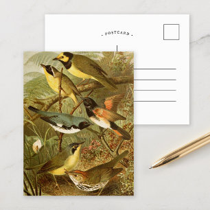 Nordamerikanische Vögel   Gustav Mü tzel Postcard Postkarte