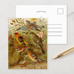 Nordamerikanische Vögel | Gustav Mü tzel Postcard Postkarte<br><div class="desc">Eine Illustration des deutschen Künstlers Gustav Mü tzel aus dem 1891 erschienenen Buch Nordamerikanische Vogelwelt (Die Welt der nordamerikanischen Vögel). Das Buch beschreibt jede der nordamerikanischen Vögel, auf die Heinrich Nehrling gestoßen war oder über die er gelesen hatte. Der Band wird von Prof. Robert Ridgway von der Smithsonian Institution and...</div>