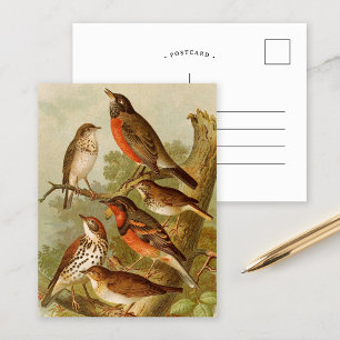 Nordamerikanische Vögel   Gustav Mü tzel Postcard Postkarte