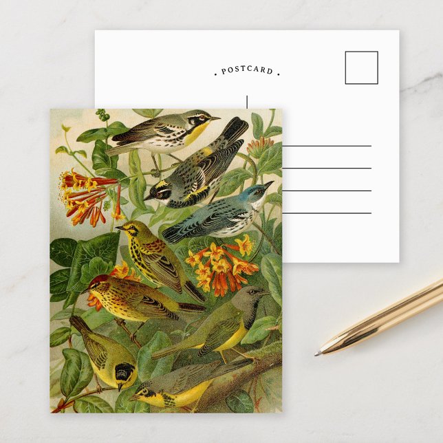 Nordamerikanische Vögel | Gustav Mü tzel Postcard Postkarte (Von Creator hochgeladen)