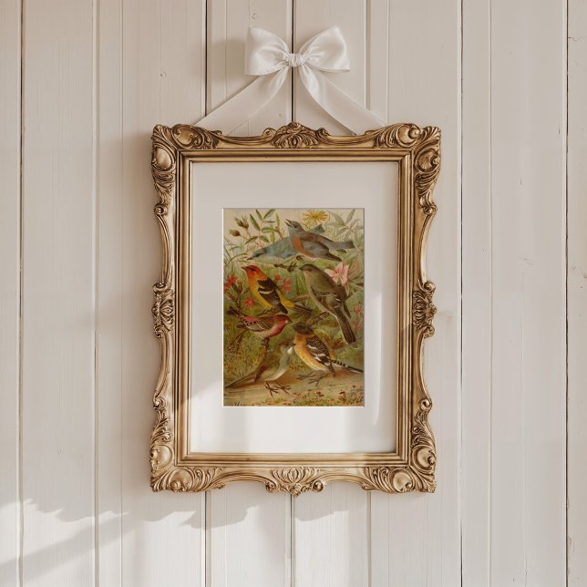 Nordamerikanische Vögel | Gustav Mü tzel Poster (Von Creator hochgeladen)