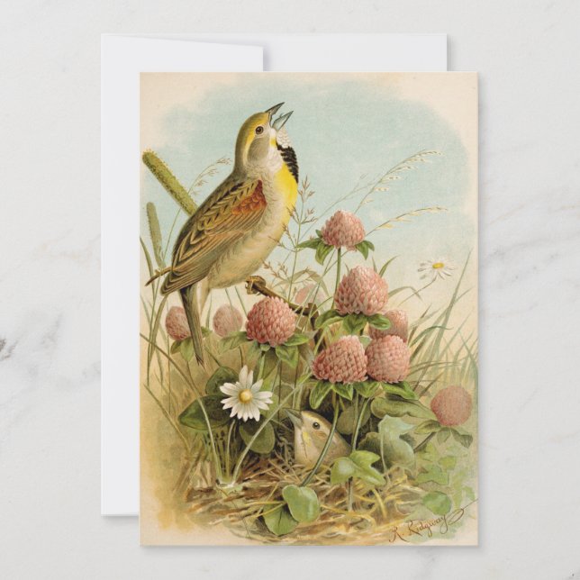 Nordamerikanische Vögel | Robert Ridgway (Vorderseite)