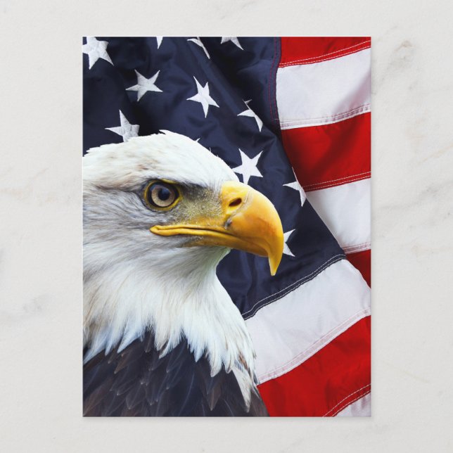Nordamerikanischer Adler unter amerikanischer Flag Postkarte (Vorderseite)