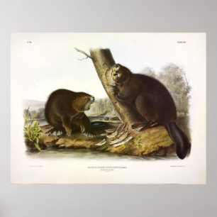 Nordamerikanischer Biber, Castor canadensis - Audu Poster