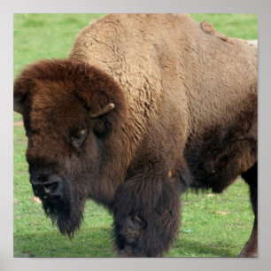 Nordamerikanischer Bison-Druck Poster
