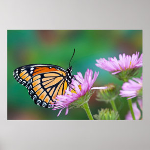 Nordamerikanischer Frack Butterfly Poster