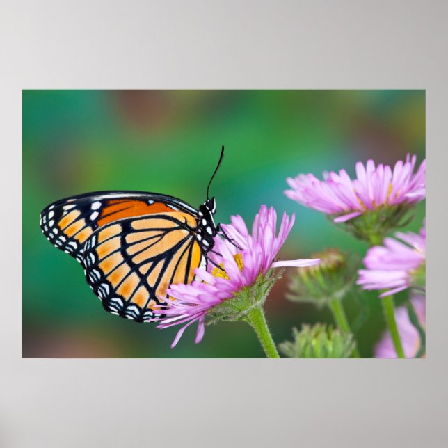 Nordamerikanischer Frack Butterfly Poster (Vorne)