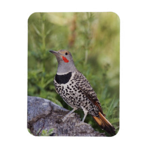Nordamerikanischer Goldspecht, Colaptes auratus, R Magnet