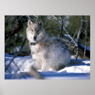 Nordamerikanischer Holzwolf im Schnee Poster