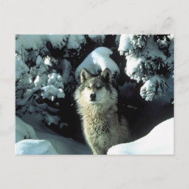Nordamerikanischer Holzwolf im Schnee Postkarte