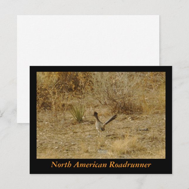 Nordamerikanischer Roadrunner Postkarte (Vorne/Hinten)