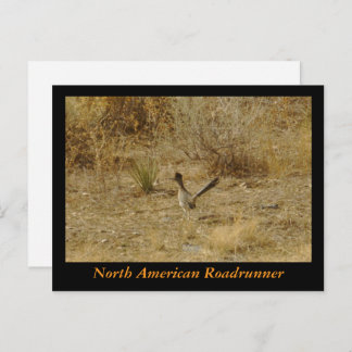 Nordamerikanischer Roadrunner Postkarte