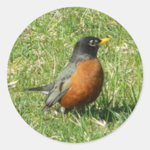 Nordamerikanischer Robin Sticker